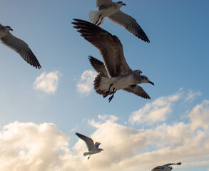 Grupo de gaviotas volando en el cielo