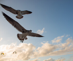 Dos gaviotas volando en el cielo con sus alas extendidas