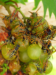 Wasps Are Eating Grapes, Close-up