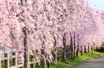 喜多方　日中線　しだれ桜並木