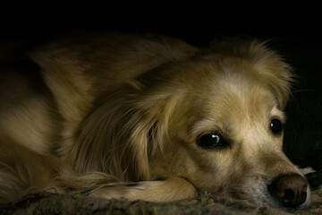 dog portrait on black background with shadows