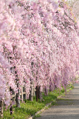 喜多方　日中線　しだれ桜並木	