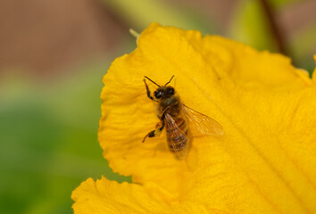 Honey bee on a squash blossom, reaching around its back with one leg