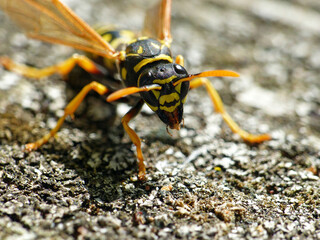 Wasp Macro