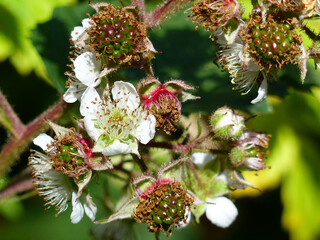 Blackberries And Blackberry Blossoms At The Same Time