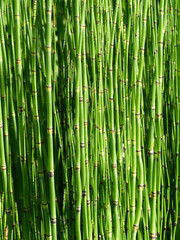 Horsetail Close-up, Picture-filling For Wallpaper Or Background