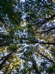 trees and sky