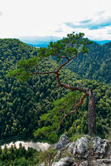 Relict pine and below the bend of the Dunajec River Gorge - view from the top of Sokolica. Pieniny National Park, Poland.