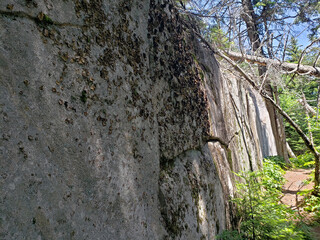 stone wall with ivy