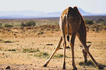 giraffe in the savannah