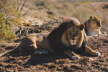 lion and lioness
