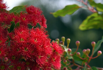 Red blossoms and pink buds of the Australian native flowering gum tree Corymbia ficifolia Wildfire...