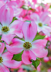 Pink Dogwood flower close up