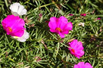 Pink Common Purslane flower in the garden., Pusley