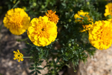 Yellow marigold flower in the garden.