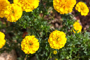Yellow marigold flower in the garden.
