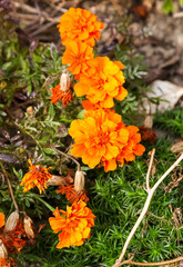 Yellow marigold flower in the garden.