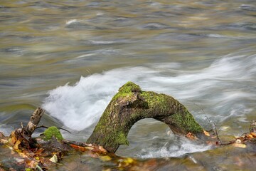 晩秋の奥入瀬渓流で見た苔むした倒木の情景＠青森