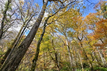 晩秋の奥入瀬渓流の黄葉情景＠青森