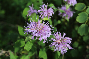 Many wild bergamot blooms at Miami in Morton Grove, Illinois