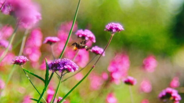 屋外で花の蜜を吸うホウジャク　