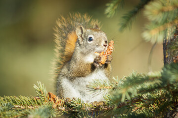 Canadian Red Squirrel munching Spruce Cone
