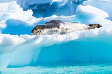 Leopard seal sleeping on a cloud of ice and snow