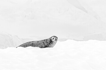 Lone leopard seal in the snow