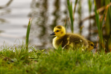 baby duck in the grass
