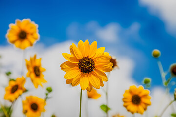 Beautiful Sunflower with background blue sky.
