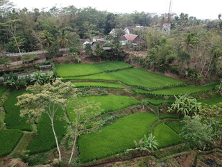 Rice Fields From Above