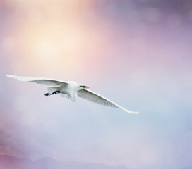 Great White Egret in flight