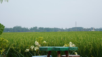 Rice Fields