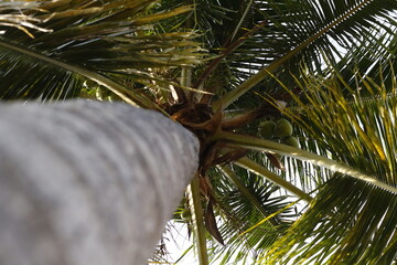 Palm Fruit