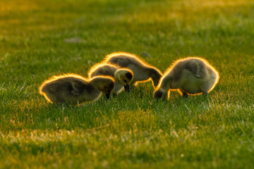 ducklings in grass