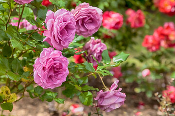 beautiful pink roses in a garden.