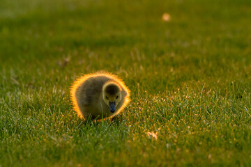 young canadian geese on green grass