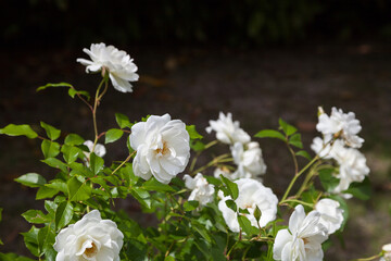 Beautiful White roses in a garden.