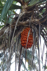 sugar palm fruit