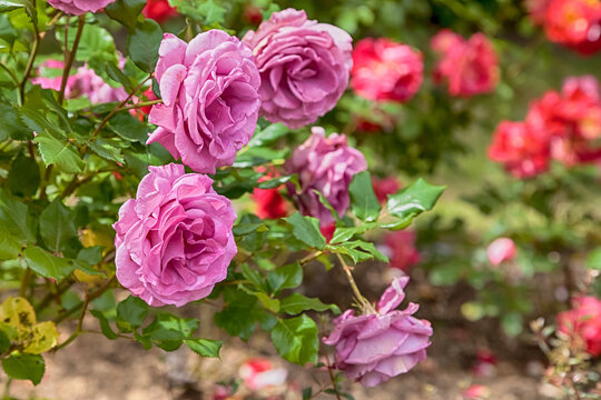 beautiful pink roses in a garden. © amnat11