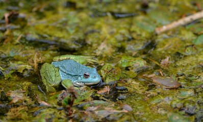 Grenouille bleue