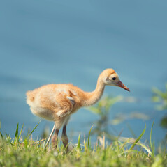 Sandhill Crane Chick in the grass