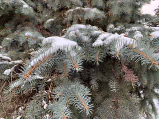 Snow covered fir branch on white snowy background