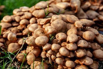 Group of brown mushrooms in the grass, forest mushroom background at natural light