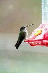 hummingbird on a feeder in the rain