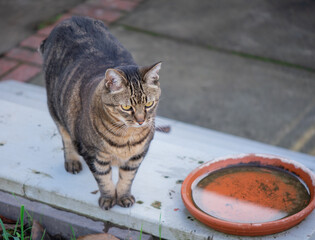 Brown tabby cat with yellow eyes standing on a wooden step, outdoors by a dish of water