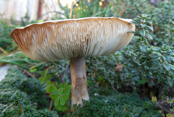 Tan Mushroom with gills on display 