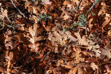 Fallen leaves of the Valley Oak littering the forest floor