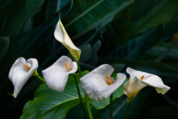 Calla lily,beautiful white calla lilies blooming in the garden, Arum lily, Gold calla