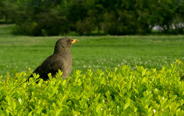 Common blackbird, male, Turdus merula, is a common bird of the animalia kingdom, its phylum is chordata and its order is passeriformes. It is in a garden and has copy space.